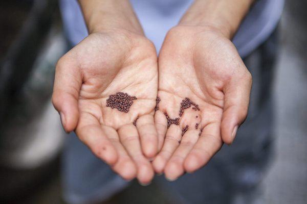 Hands holding small brown seeds, with a blurred background.