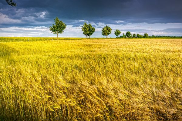 a field of golden wheat, a blue sky amd green trees in the distance