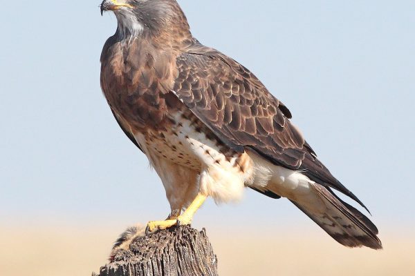 a brown feathered hawk