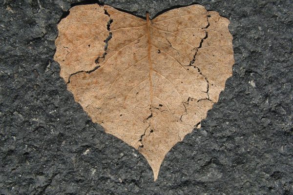 a leaf that looks like a broken heart