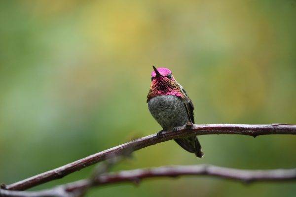 A small ruby-throated hummingbird perched on a branch against a blurred green background.