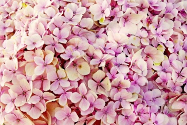 hydrangea-3659614_1920