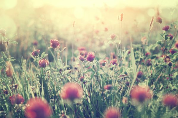 a field of wildflowers