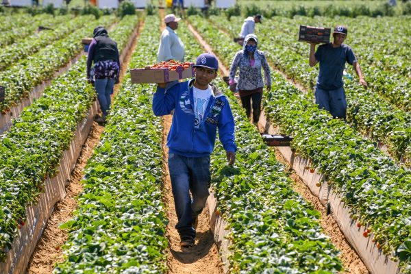 people working in a field