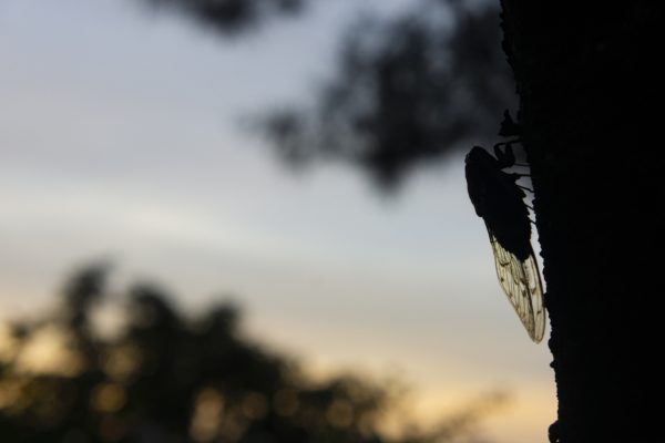 Silhouette of a cicada on a tree at sunset, with a blurred background of trees and sky.
