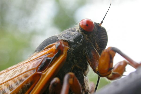 Close-up of a cicada with red eyes, brown body, and transparent wings, perched on a tree branch.