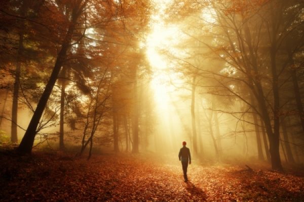 A person walks through a sunlit autumn forest with leaves on the ground and rays filtering through the trees.