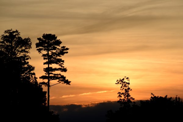 Silhouetted trees against a golden sunset sky with wispy clouds.
