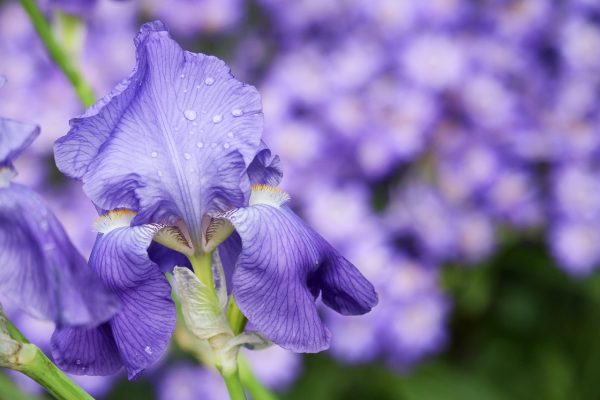 purple iris flowersw