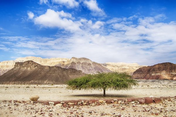 View of the negev desert with a small tree
