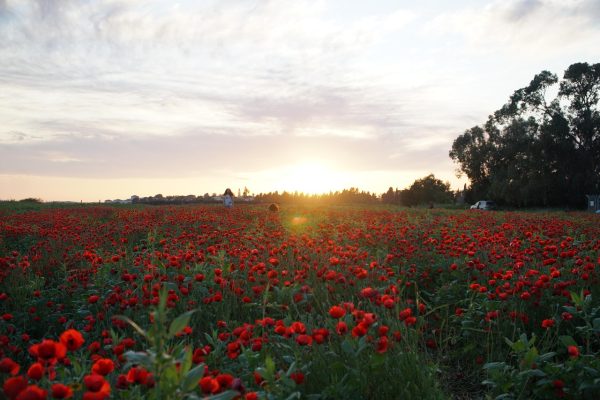 Field of red flowers under a cloudy sky at sunset, with sun setting near the horizon and trees silhouetted.