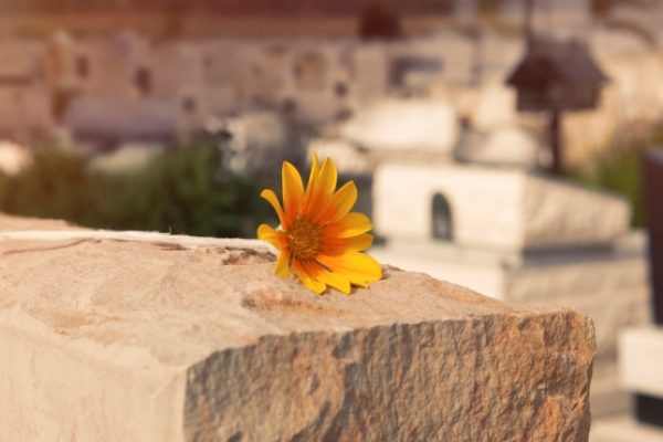 A single yellow flower rests on a stone in a sunlit cemetery, with graves blurred in the background.