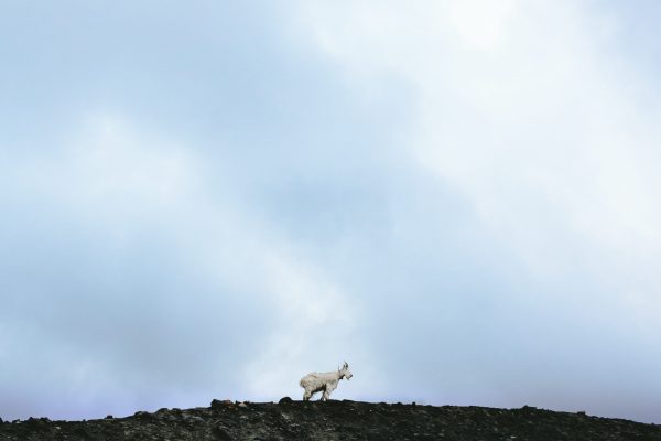 white ram shown at a distance under huge blue sky with white clouds