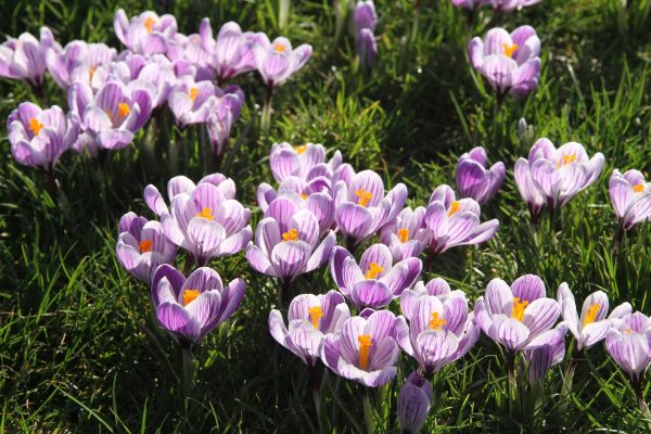 Purple crocuses blooming in a grassy field.