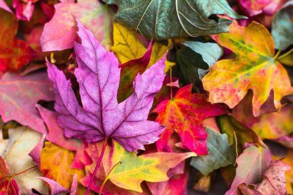 brightly colored fallen leaves in yellow, purple, red, green