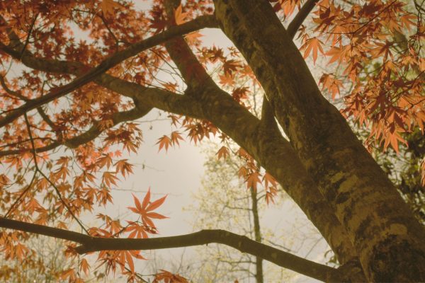 a tree with orange leaves