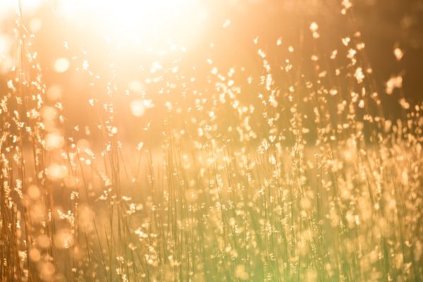 Sunlight filtering through grass, creating a warm, golden glow with bokeh effects in the background.