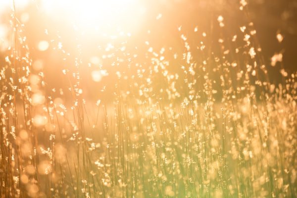 light filled field with closeup of tall yellow grasses or flowers