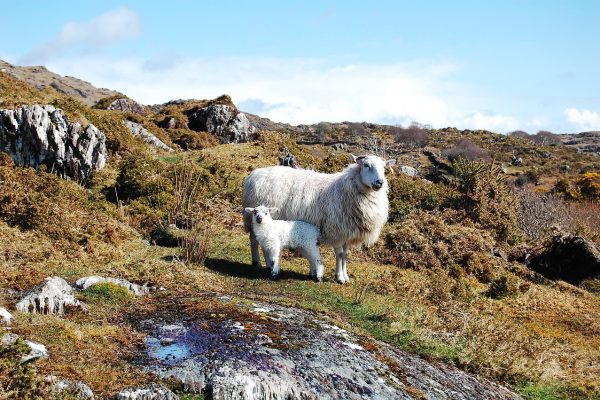 a mother sheep and lamb stand on a rocky hill
