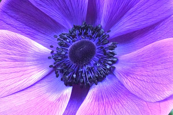 close of up a purple floer