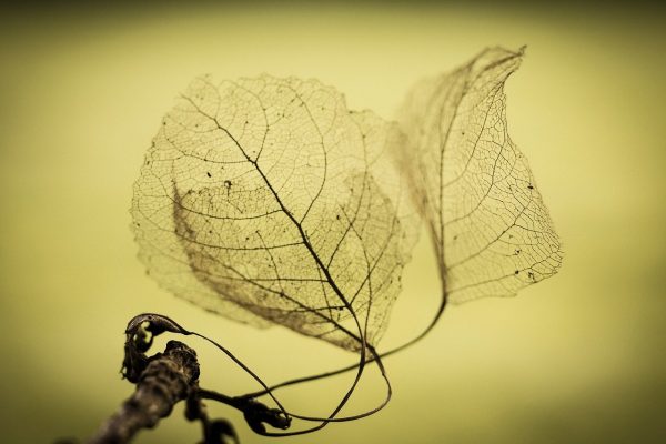 Two delicate, skeletal leaves on a twig against a soft yellow-green background.