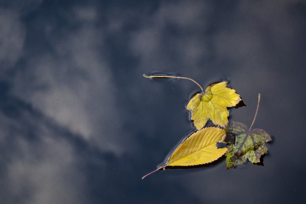 three autumn leaves