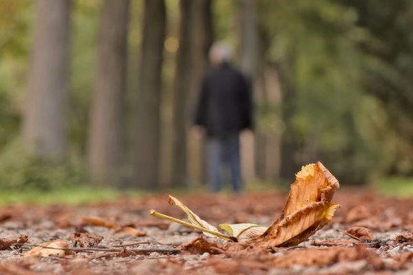 a person walking towards trees, a leaf in the foreground