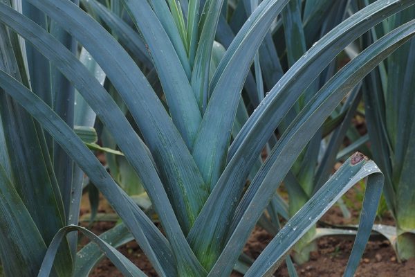 close up of a leek plant in a leek field