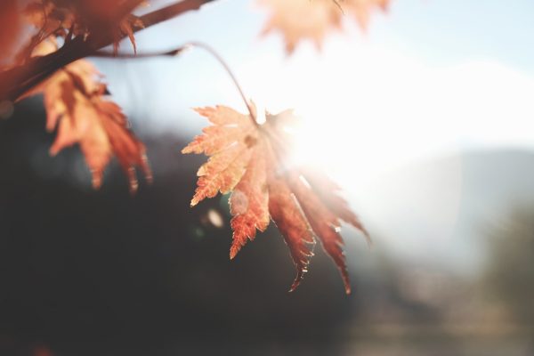 Close-up of sunlit autumn leaves with blurred background.