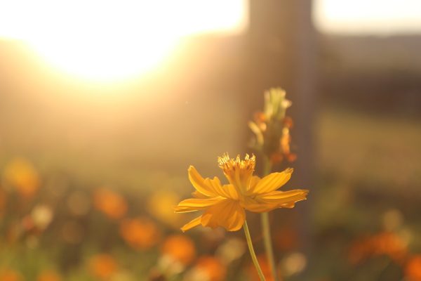 yellow flower in field with sunlight