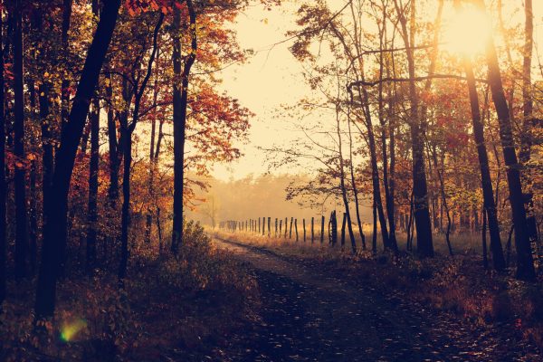 the sun shines through the sky on an autumn path