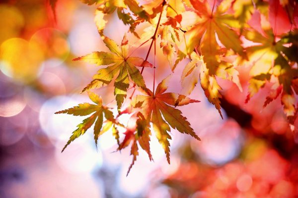 Sunlight shining through vibrant autumn leaves, displaying shades of red, orange, and yellow against a blurred background.