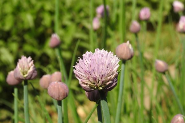 Close-up of blooming chive flowers with light purple petals and green stems in a garden.