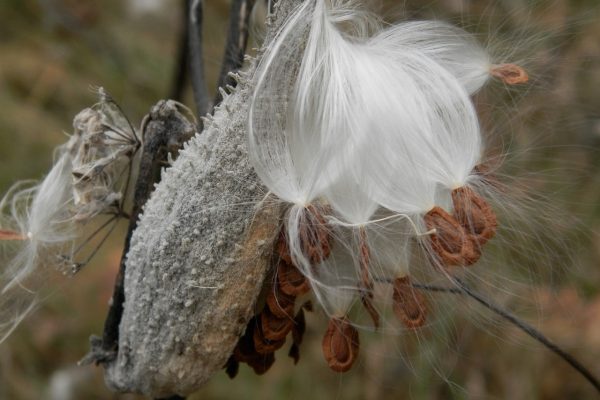 pods of milkweeds, with one open