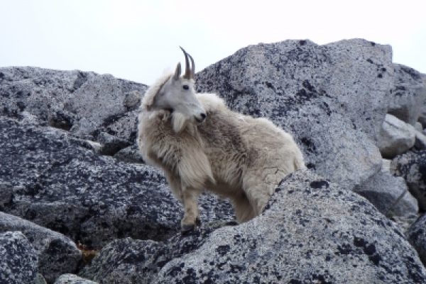 Mountain goat standing on rocky terrain, turning its head slightly.