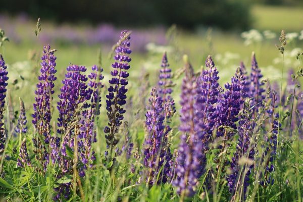 Purple lupine flowers growing in a green field with a blurred natural background.