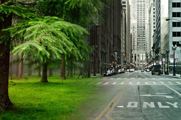 a split image, on the left are trees and grass, on the right are buildings and a road