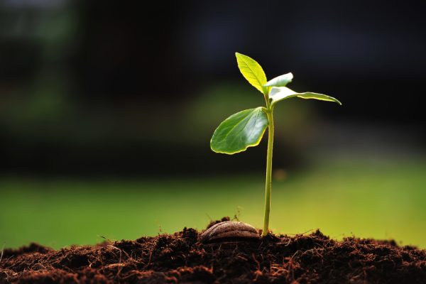 A small green seedling sprouting from soil against a blurred green background.