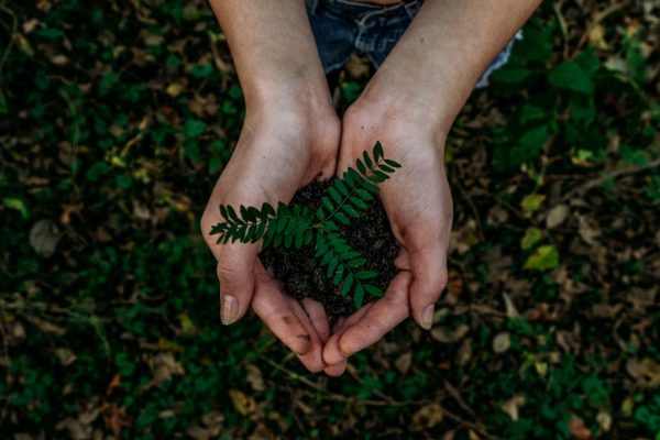 Hands holding a small green plant with soil, surrounded by leaves on the ground.