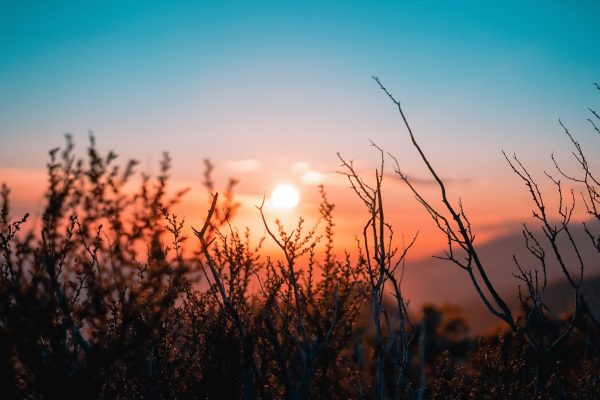 sunrise in the background of thin stalks of plants