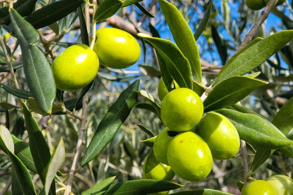 green olives on an olive tree