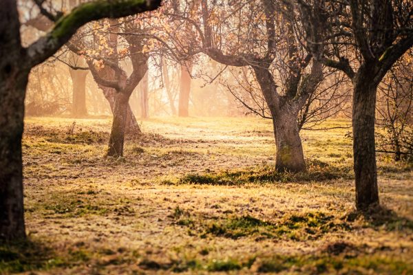 orchard at dawn