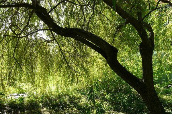 Willow tree with drooping branches, lush green leaves, and sunlight filtering through, casting shadows on the ground.