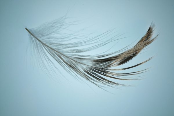 a feather against a blue backdrop
