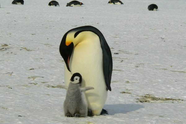 a baby penguin stands at the feet of its parent