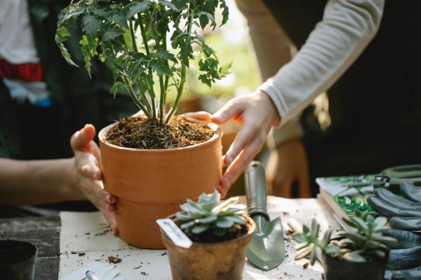 People handling a potted plant with small succulents and gardening tools nearby.