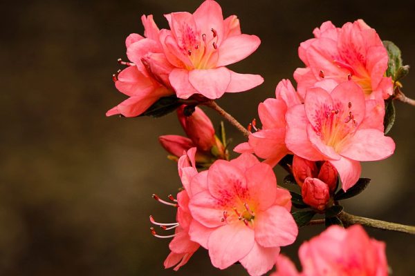 Cluster of vibrant pink azalea flowers in bloom against a blurred brown background.