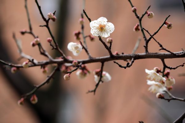 White blossoms and buds on a bare tree branch with a soft-focus background.