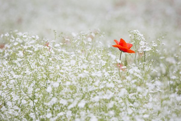 a red poppy flower in a field of baby's breath