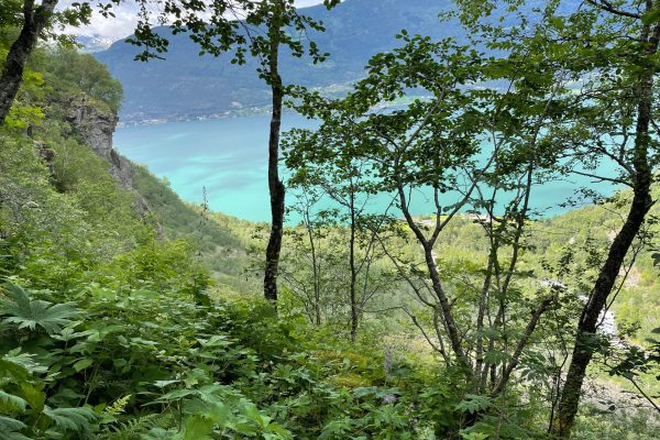 a grove of trees overlooks the water